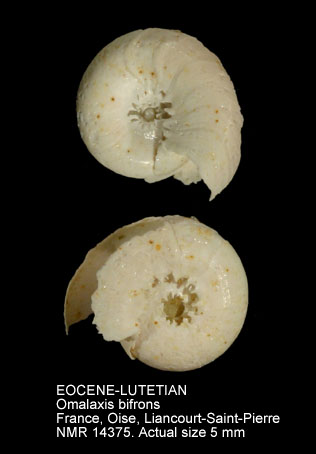 EOCENE-LUTETIAN Omalaxis bifrons.jpg - EOCENE-LUTETIAN Omalaxis bifrons (Lamarck,1804)